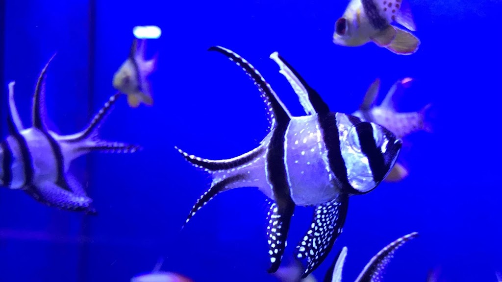 Aquariums Unlimited LLC | 797 B Chimney Hill Shopping Ctr, Virginia Beach, VA 23452, USA | Phone: (757) 280-5781