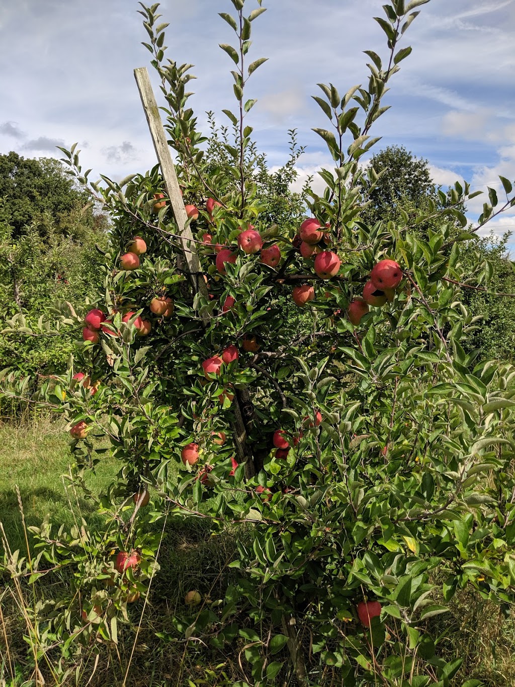 Kapnick Orchards | 4245 N, Rogers Hwy, Britton, MI 49229 | Phone: (517) 423-7419