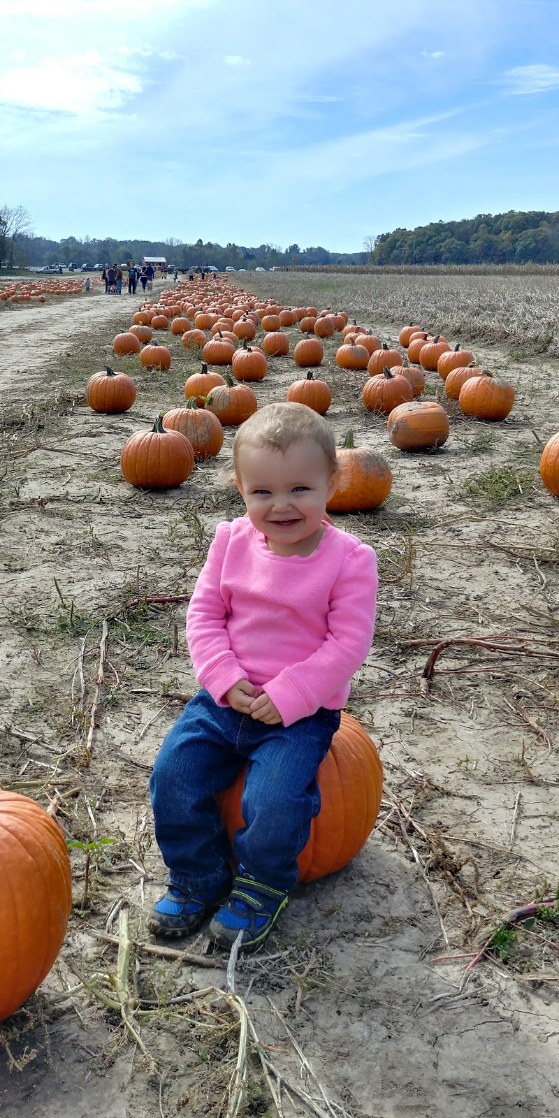 Powell Pumpkin Patch | 25695 Spring Valley Rd, Louisburg, KS 66053, USA | Phone: (913) 879-2477