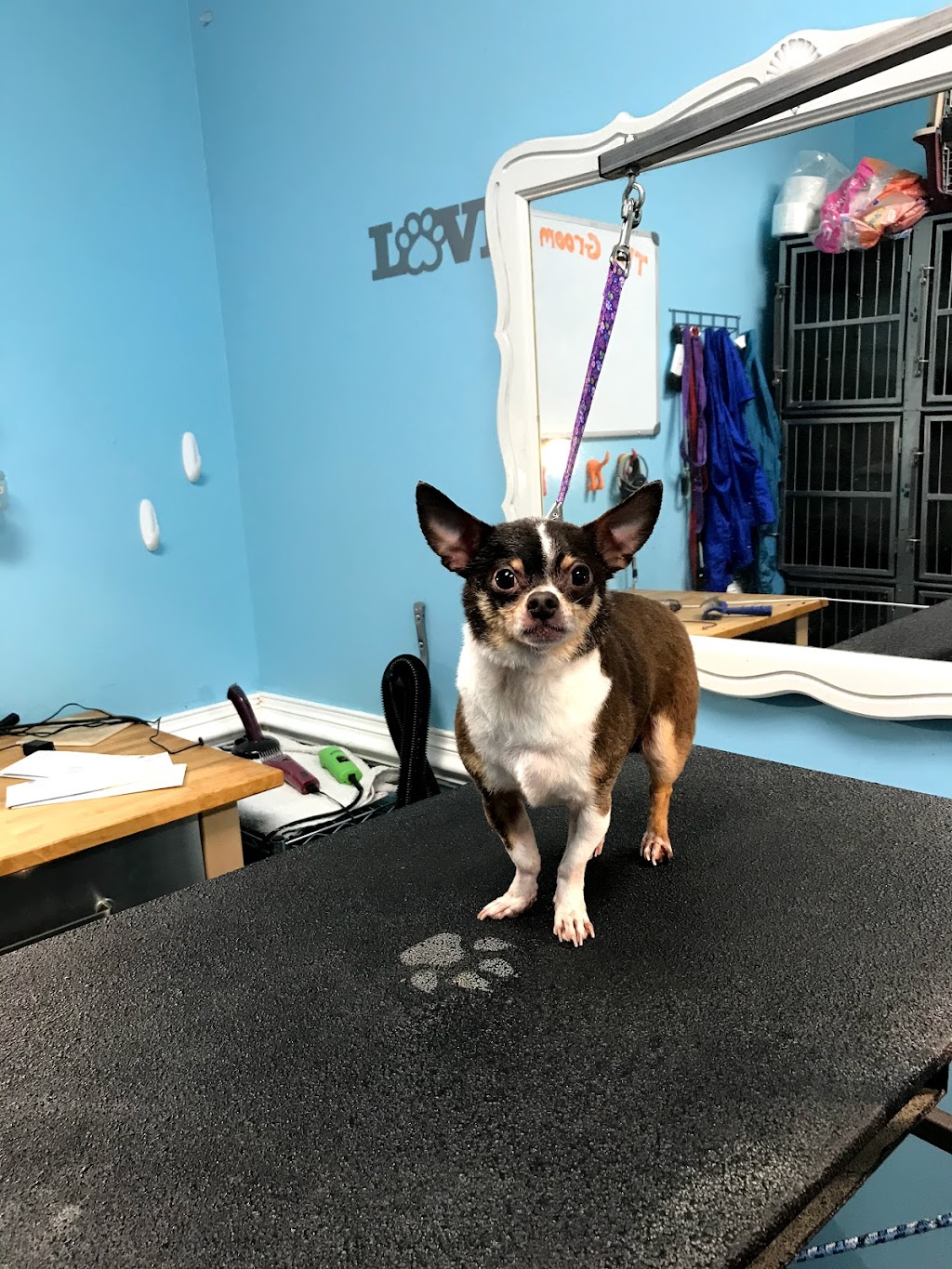 Lucky Pups Pet Wash | 3916 Portsmouth Blvd, Chesapeake, VA 23321, USA | Phone: (757) 392-3550