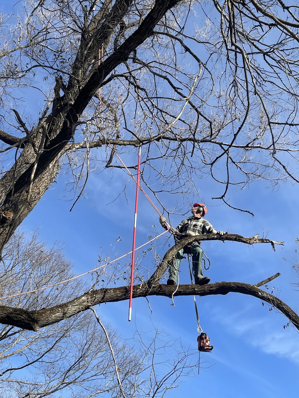 Welsh Tree Care | 2079 Cook Rd, Charlton, NY 12019, USA | Phone: (518) 813-7120