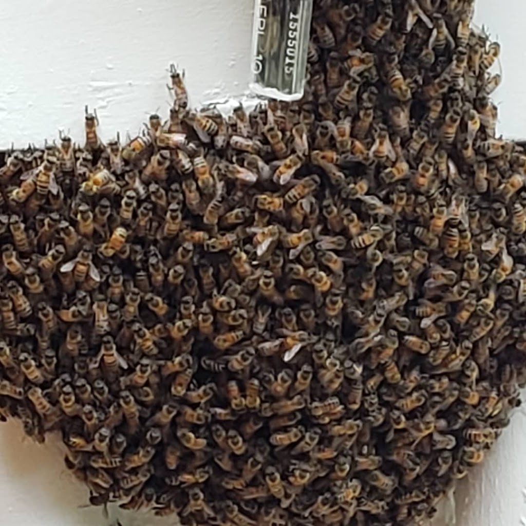 all bees removal | 11415 Earnest Blvd, Davie, FL 33325, USA | Phone: (954) 547-9951