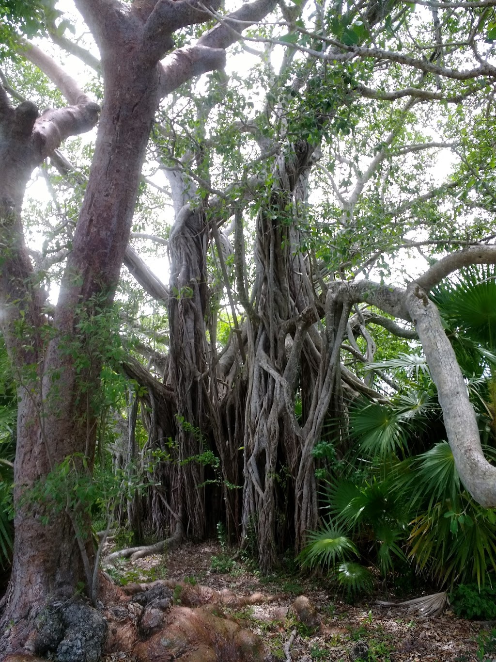 Lignumvitae Key Botanical State Park | 77200 Overseas Hwy, Islamorada, FL 33036, USA | Phone: (305) 664-2540