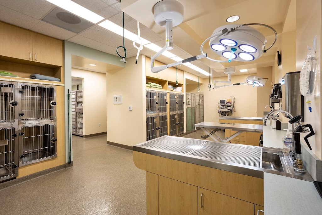 Animal Orthopedic Center | 446 N Lakeview Ave, Anaheim, CA 92807, USA | Phone: (714) 701-6720