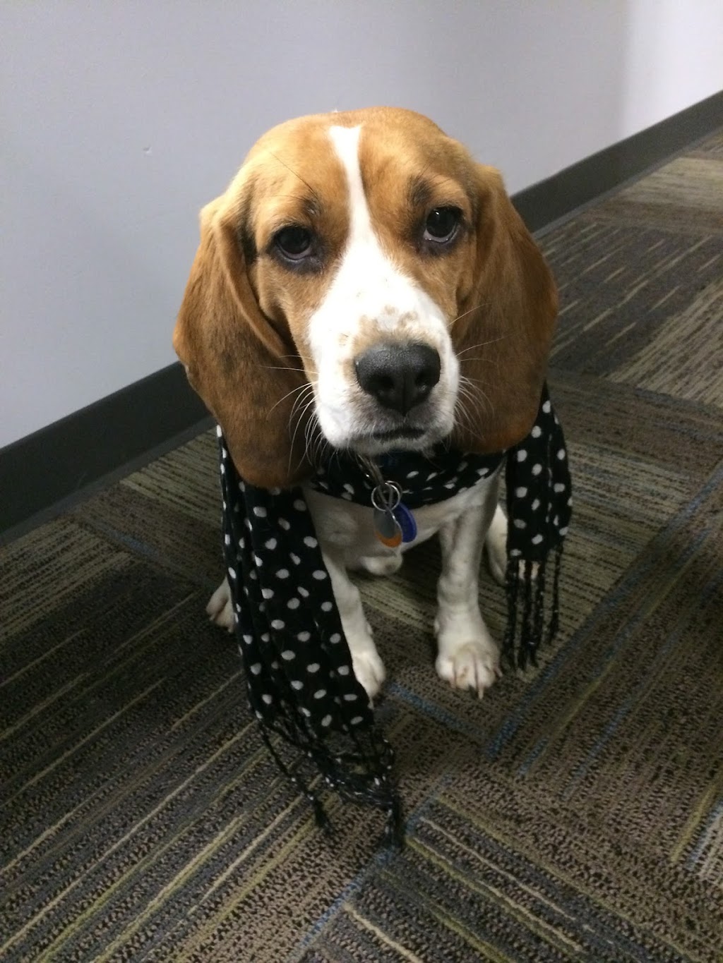 Vetsource | 9500 NE Cascades Pkwy, Portland, OR 97220, USA | Phone: (503) 802-7400