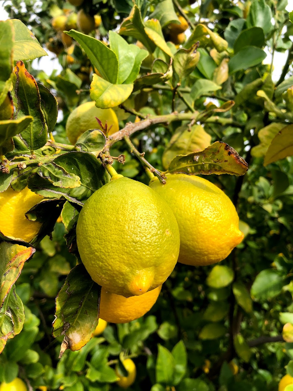 Cotton Lane Citrus Honey | 14014 N 172nd Ave, Surprise, AZ 85388, USA | Phone: (602) 361-2248