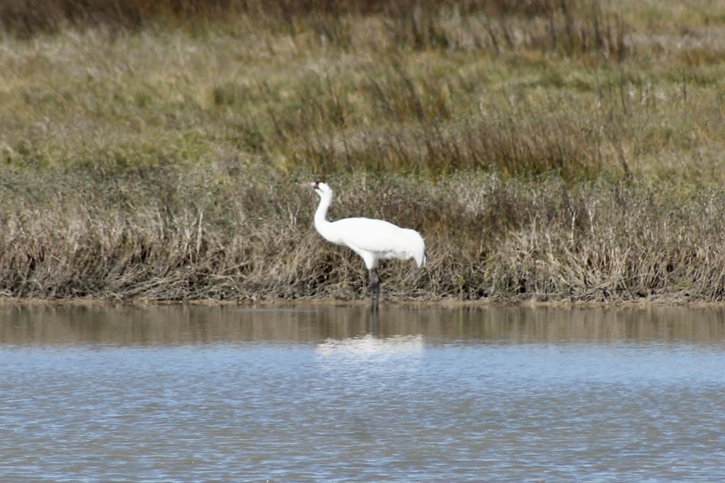 Whooping Crane & Dolphin Boat Tours | 215 N Fulton Beach Rd, Fulton, TX 78358 | Phone: (877) 892-4737