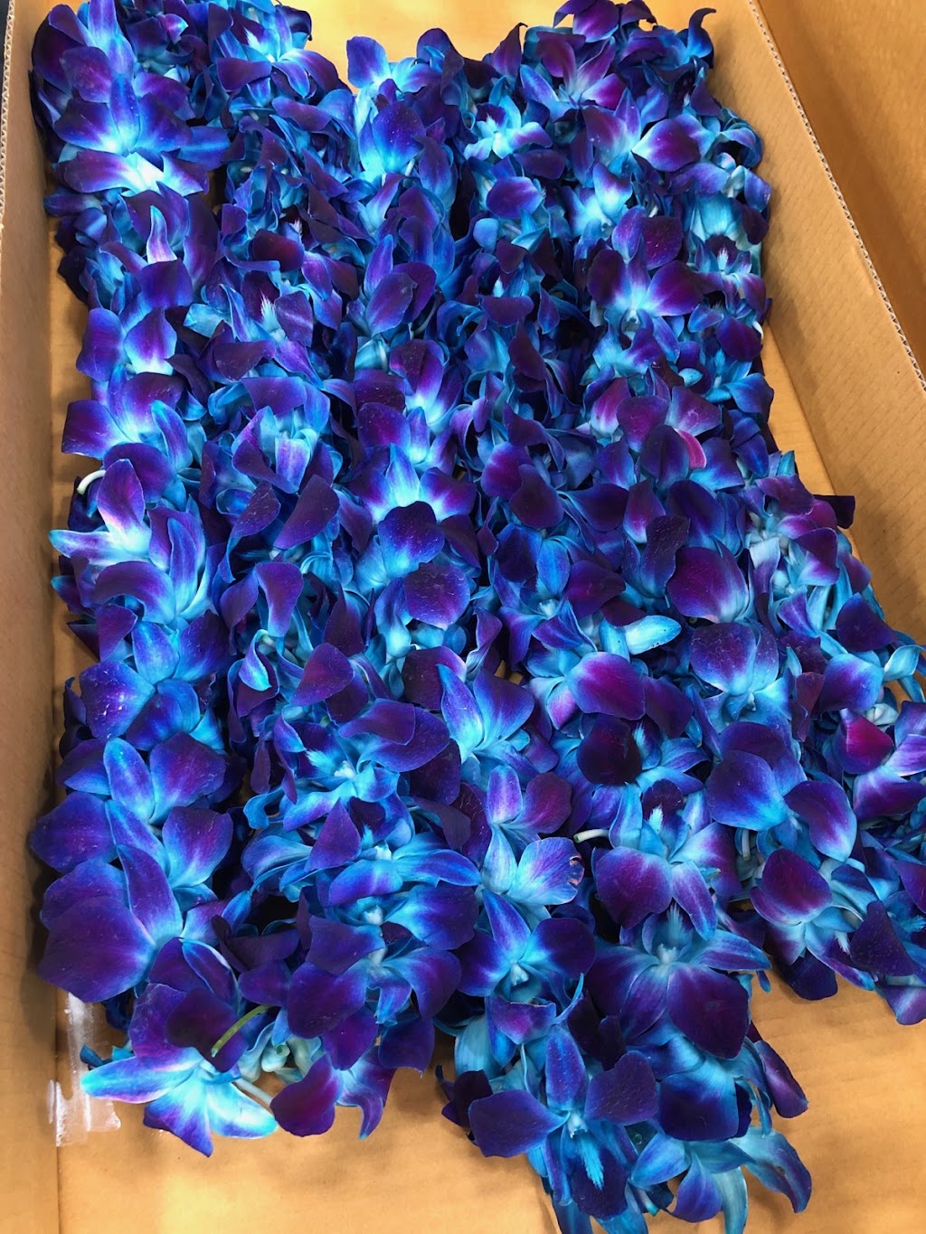 San Diego Wholesale Florist | 1969 Kellogg Ave, Carlsbad, CA 92008, USA | Phone: (858) 505-0055