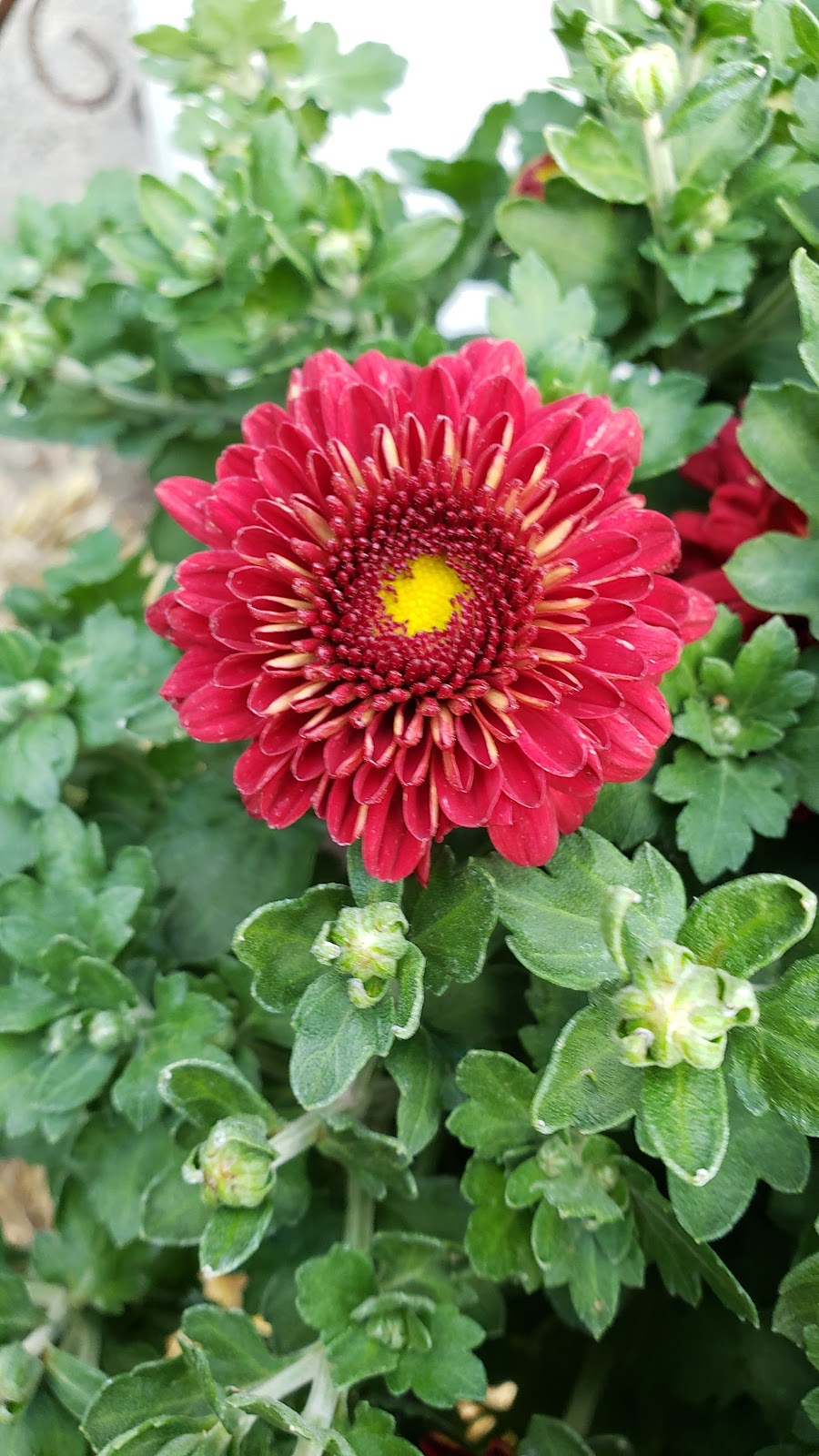 The Garden at Justin Ace Hardware | 1429 W 1st St, Justin, TX 76247, USA | Phone: (940) 648-0099