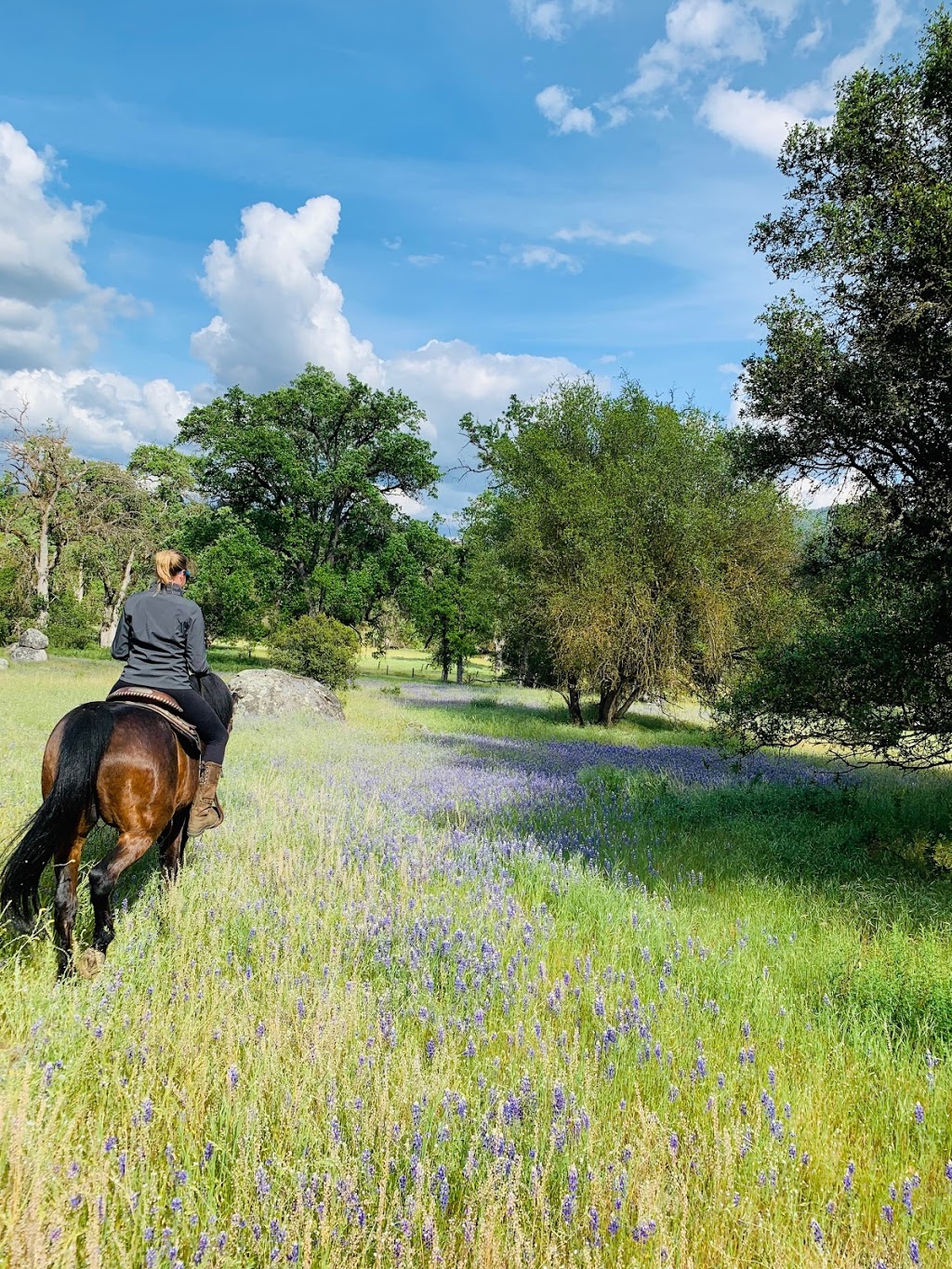 True North Equine LLC | 7000 Esperanza Dr, La Verne, CA 91750, USA | Phone: (951) 218-8283