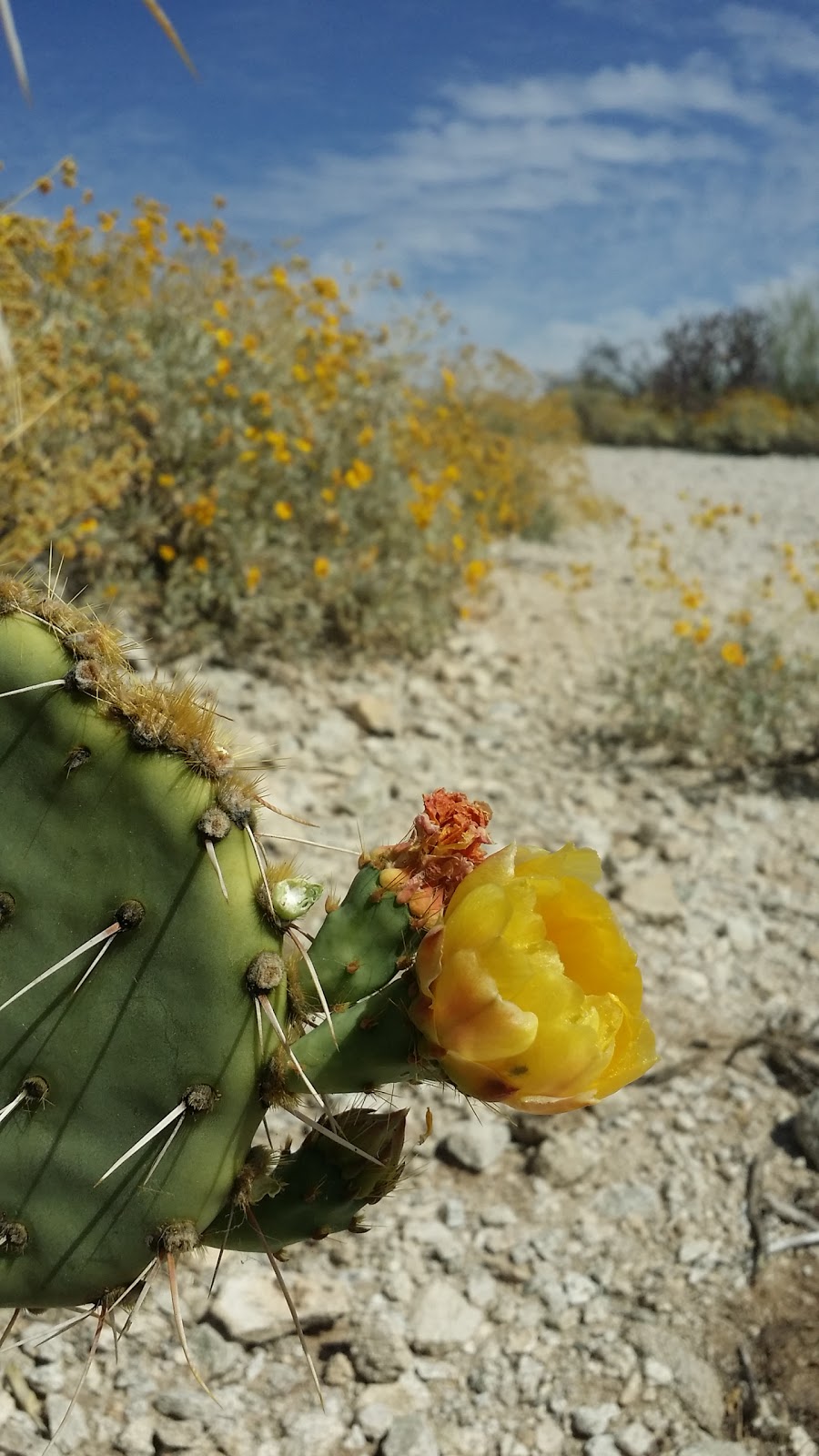 Honey Bee Canyon Park | 13880 N Rancho Vistoso Blvd, Oro Valley, AZ 85755, USA | Phone: (520) 229-5050