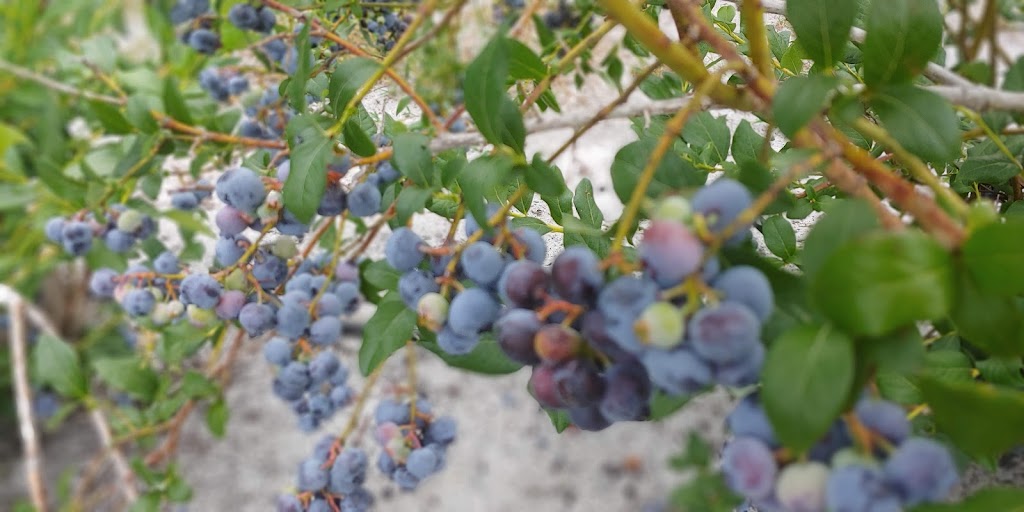 William J Poinsett Farm | 209 Columbus Ave, Browns Mills, NJ 08015, USA | Phone: (609) 744-5522