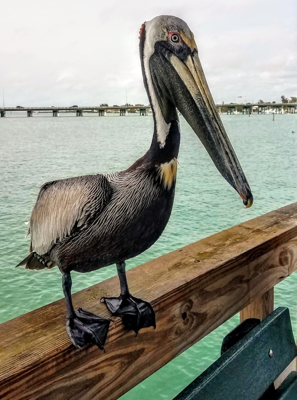 Anna Maria Oyster Bar on the Pier | 200 Bridge St, Bradenton Beach, FL 34217, USA | Phone: (941) 778-2662