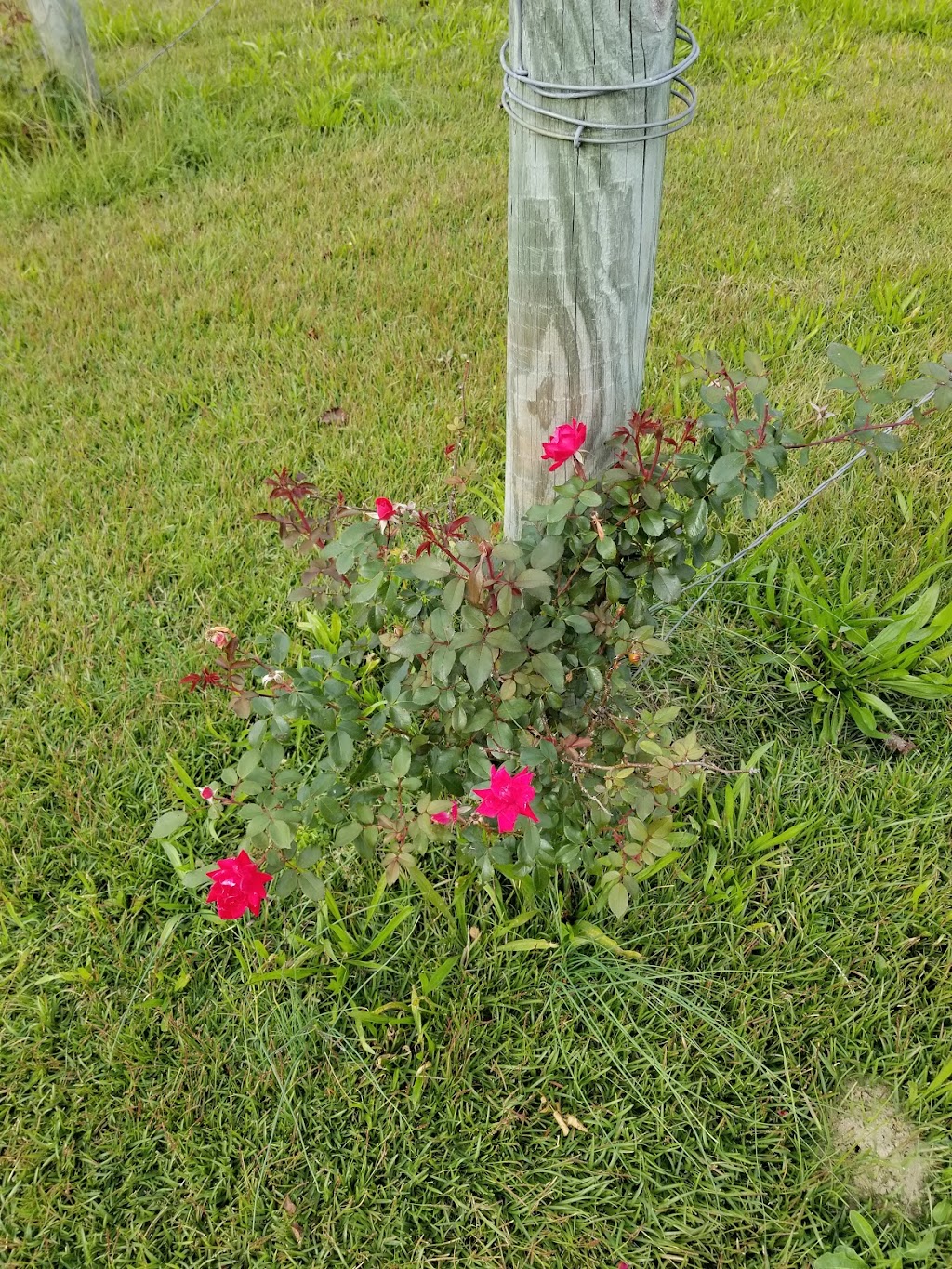 Hammerstone Scout Museum | 2166 Leaflet Church Rd, Lillington, NC 27546, USA | Phone: (919) 618-2965