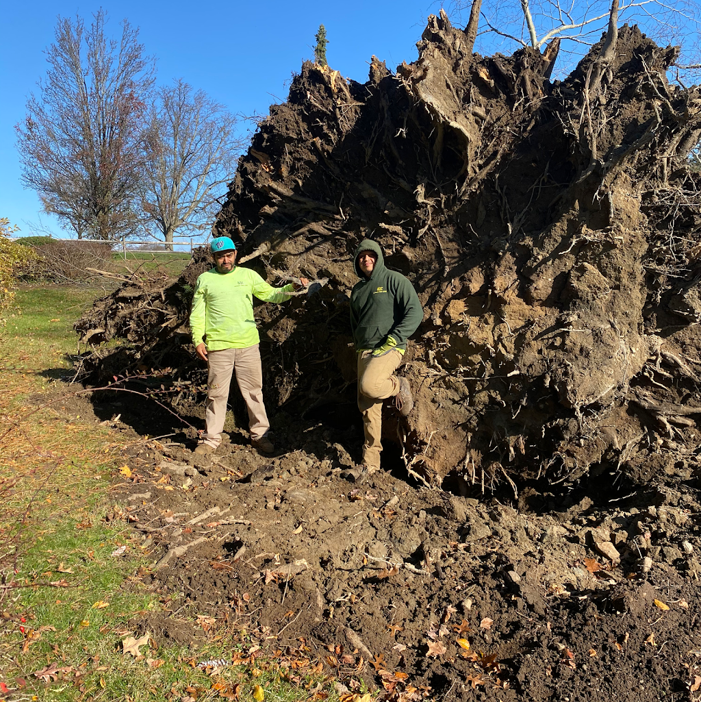 Gedney Tree Care | 1600 Harrison Ave, Mamaroneck, NY 10543, USA | Phone: (914) 967-2488