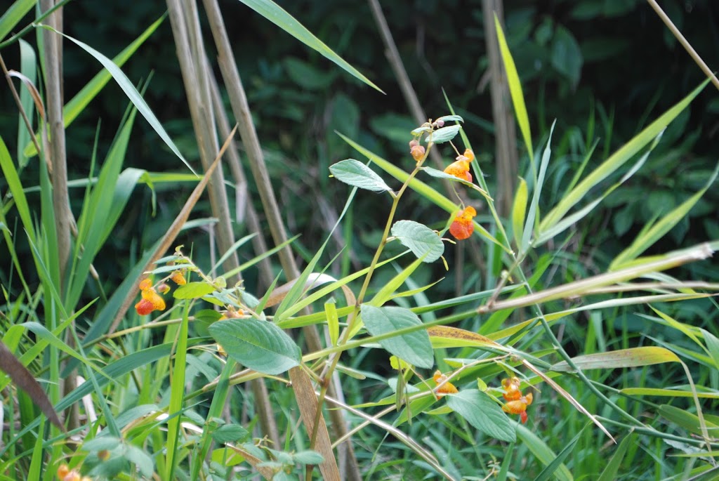 Wetlands Boardwalk Trailhead | NW, 413 Western St, Auburn, WA 98001, USA | Phone: (253) 931-3090