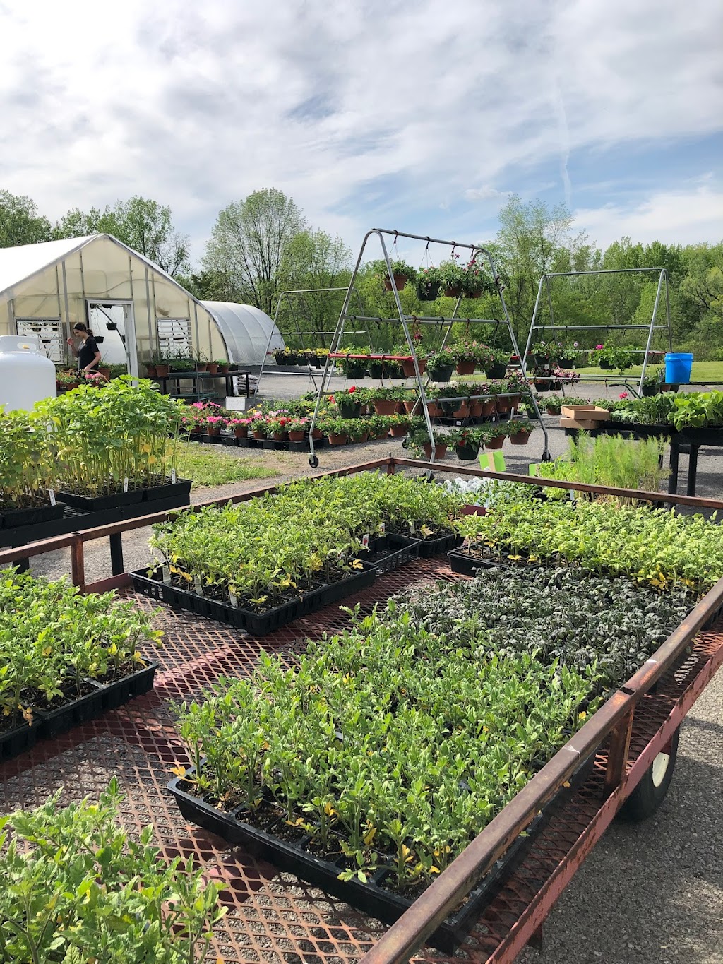 Chrissy BS Farm And Greenhouse | 4120 River Rd, Latham, NY 12110, USA | Phone: (518) 786-1555