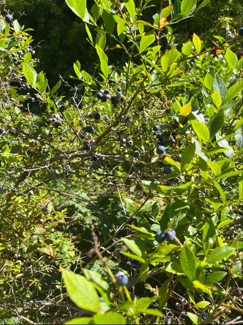 Pine Lake Blueberry Farm | 21509 SE 28th Ln, Sammamish, WA 98075, USA | Phone: (425) 270-9137