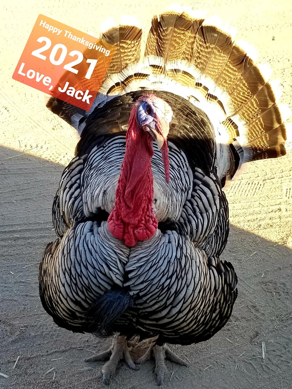 The Western Ranchman Store | 16028 N 32nd St, Phoenix, AZ 85032, USA | Phone: (602) 992-3410