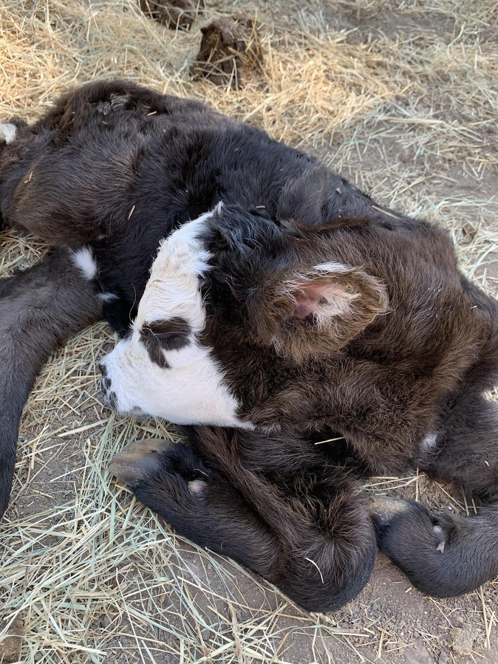 DCT Farms | 905 S Cockrell Hill Rd, Ovilla, TX 75154, USA | Phone: (972) 765-4269