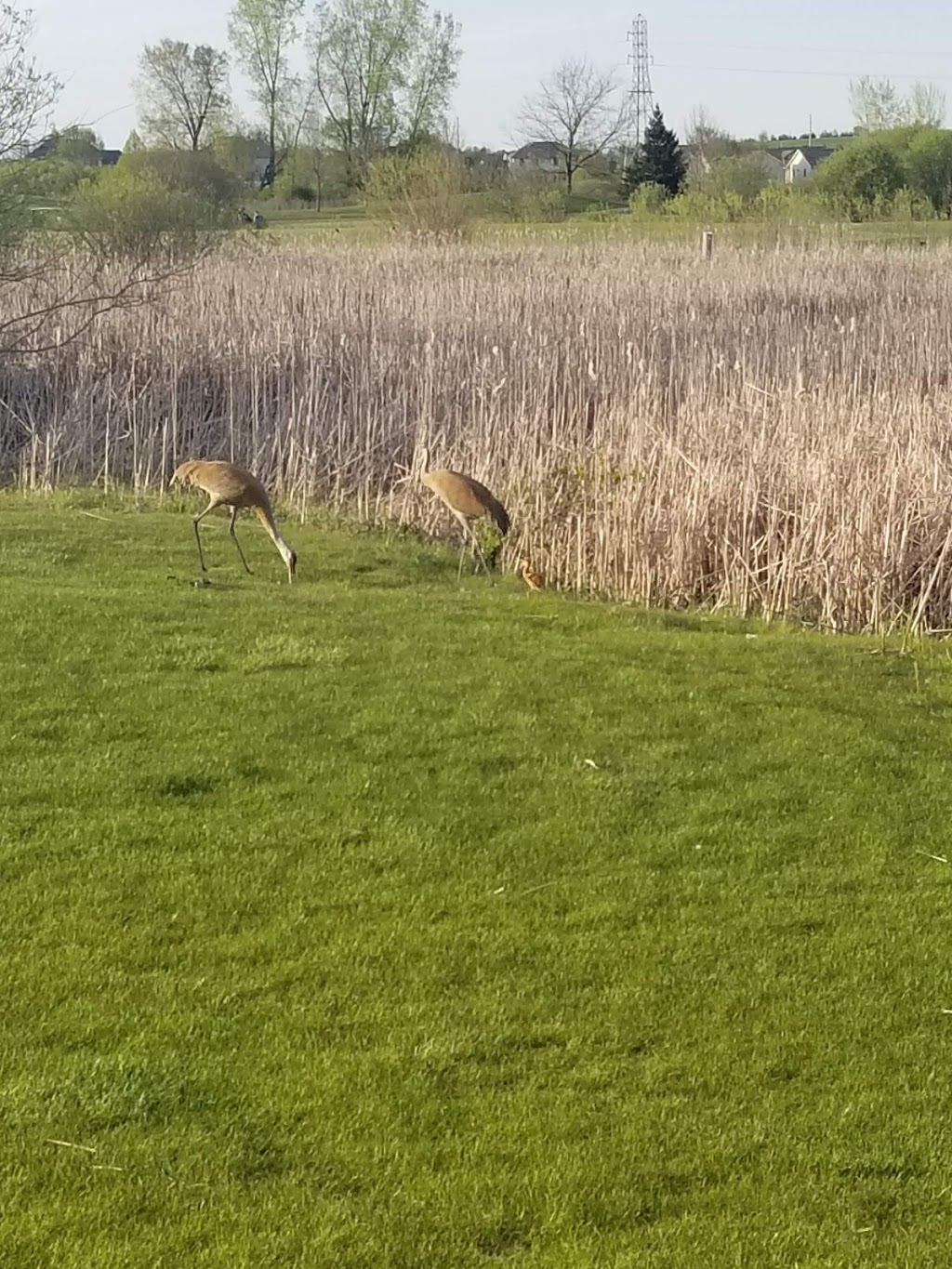 The Meadows of Six Mile Creek | 800 N Century Ave, Waunakee, WI 53597, USA | Phone: (608) 849-9000