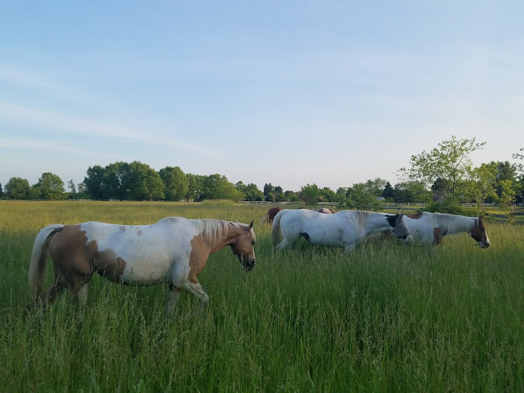 Rusted Rain Ranch | 14704 Port Creek Rd, Flat Rock, MI 48134, USA | Phone: (734) 672-4644