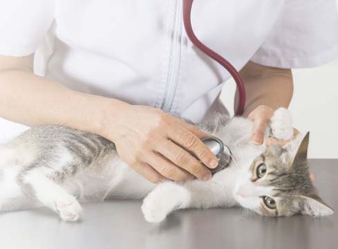 Vetcare for Pets Animal Hospital | 1165 E Cumberland St, Dunn, NC 28334, USA | Phone: (910) 980-0692