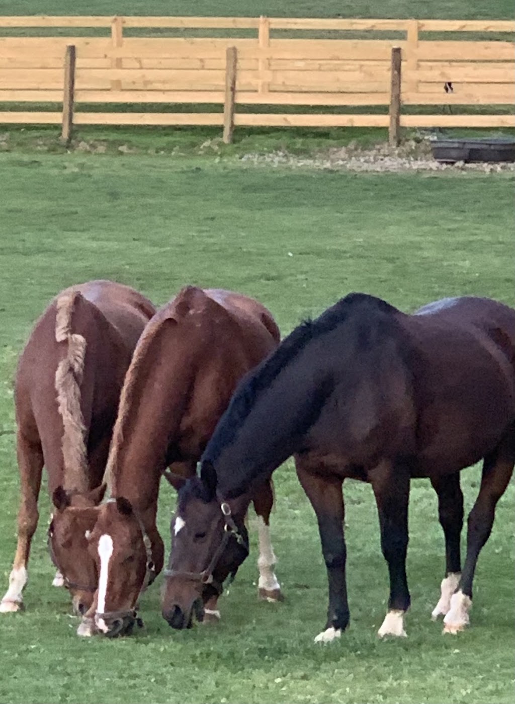 Dr. David Miller, Summit Equine Veterinary Services | 1745 N Hametown Rd, Akron, OH 44333, USA | Phone: (330) 666-7909