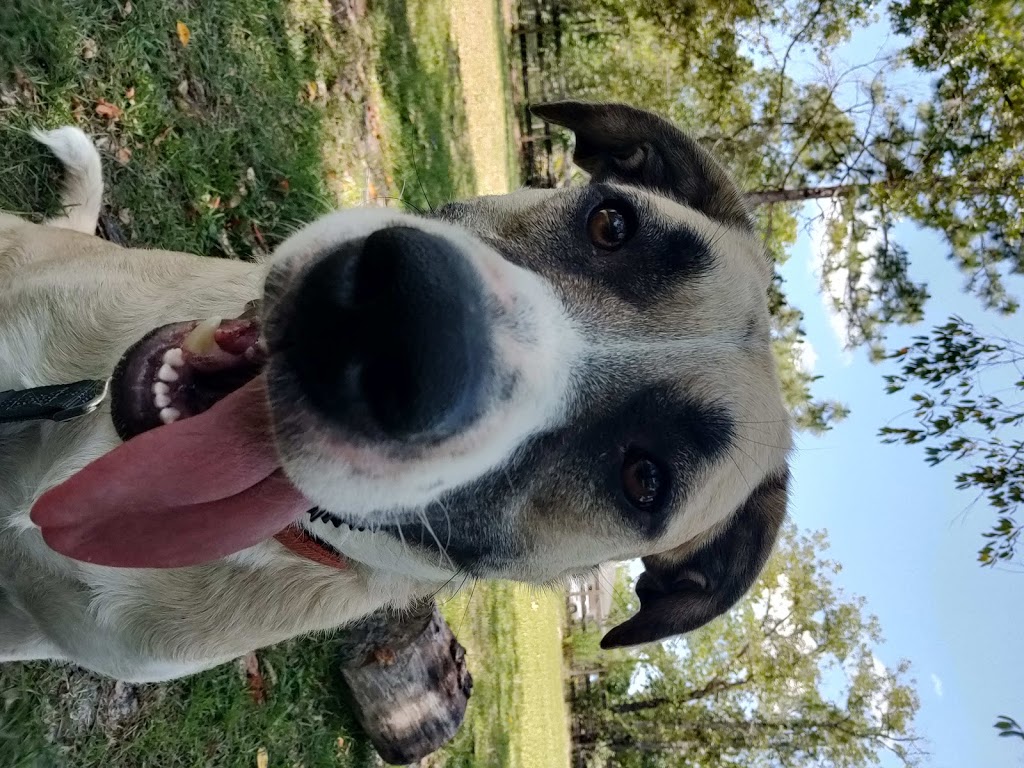 Homemade Hounds Bed & Biscuit | 34 Zibra St, Middleburg, FL 32068, USA | Phone: (904) 203-7314