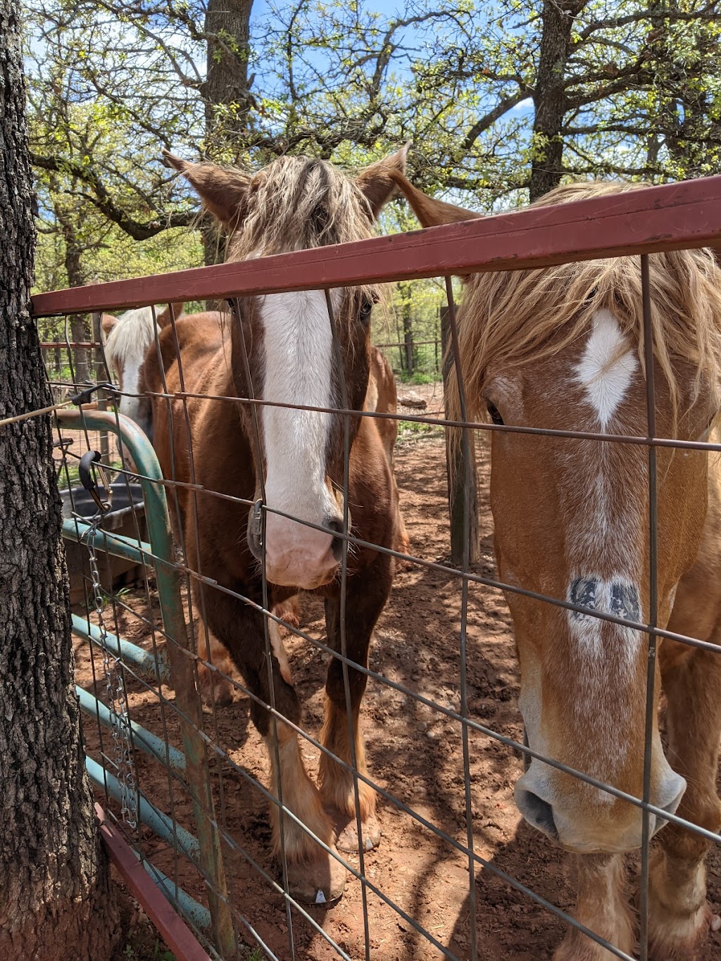 BOWSERS PEACE SANCTUARY | 34080 Rattlesnake Hl Rd, Tecumseh, OK 74873, USA | Phone: (405) 760-6428