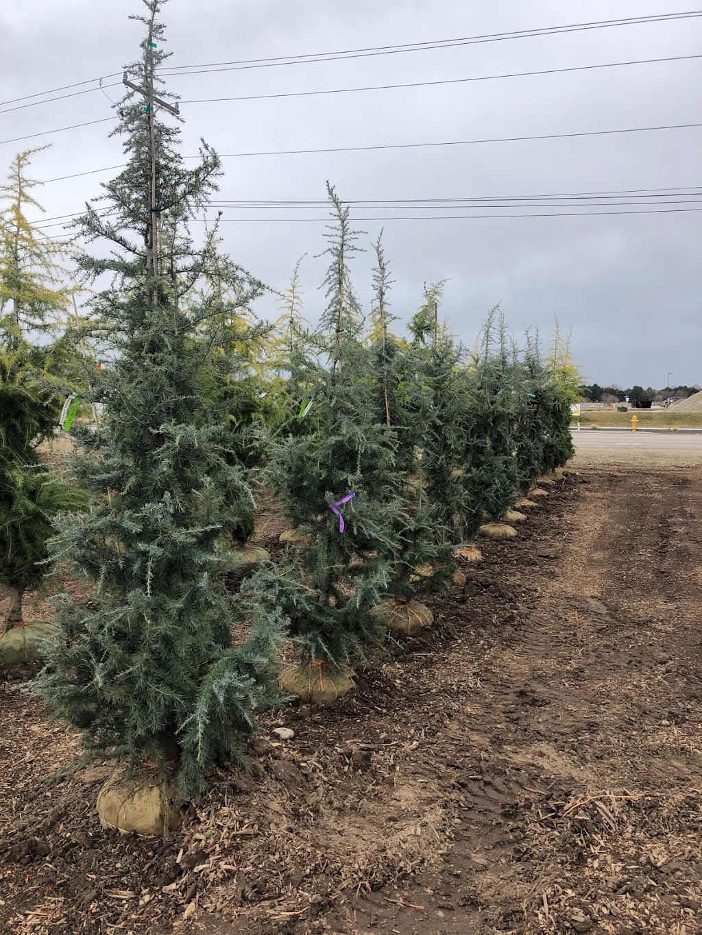 Arbor Farms Nursery | 16761 N Idaho Center Blvd, Nampa, ID 83687, USA | Phone: (208) 941-3000