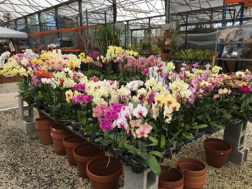 OFE Orchids & Supplies | 17899 SW 280th St, Homestead, FL 33031, USA | Phone: (305) 253-7080