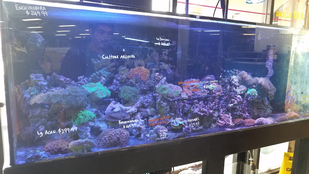 Tropical Fish Incorporated | 2982 E Colorado Blvd Learning Assistance Center, Pasadena, CA 91107, USA | Phone: (626) 449-4987