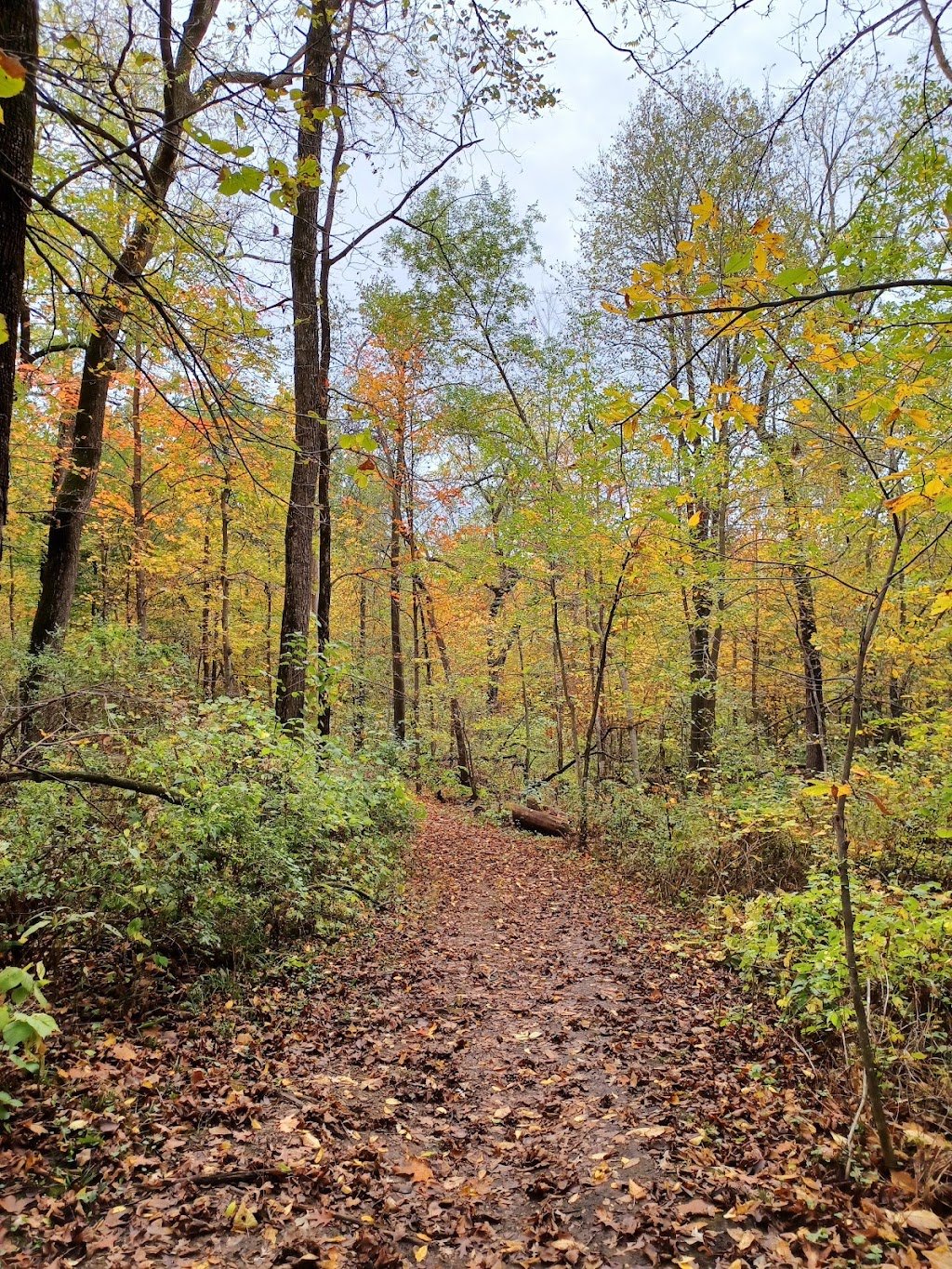 New Glarus Woods State Park | W5446 County Highway Nn, New Glarus, WI 53574, USA | Phone: (608) 527-2335