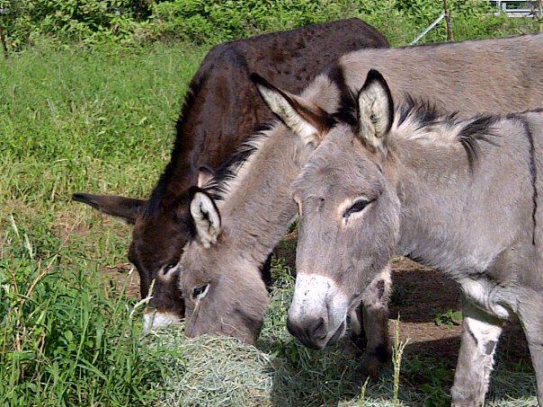 Hearts For Animals Wellness Center | 54-223A Kamehameha Hwy, Hauula, HI 96717, USA | Phone: (808) 293-9283