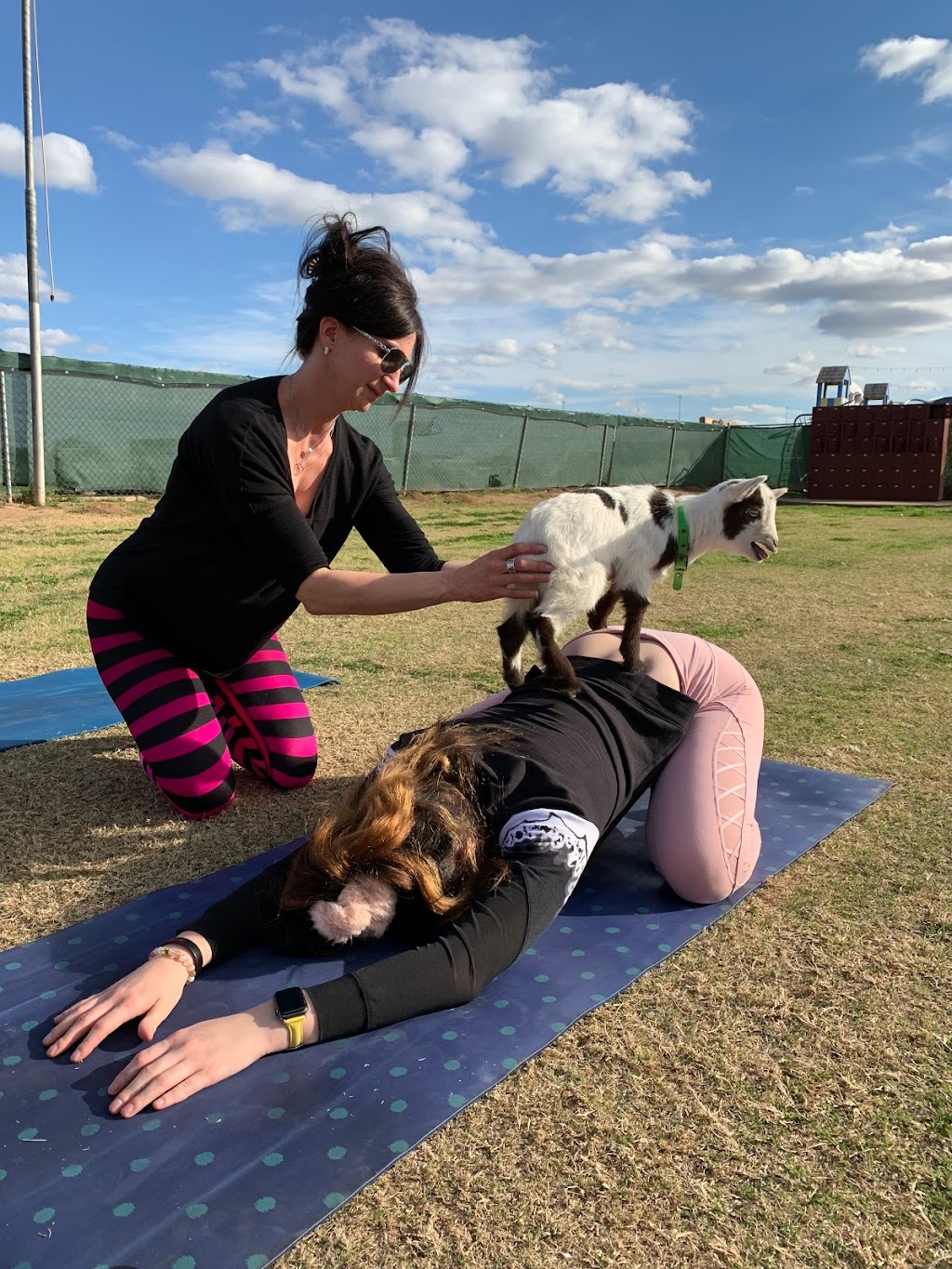 Goat Yoga PHX | 2209 N 99th Ave, Phoenix, AZ 85037, USA | Phone: (623) 628-6866