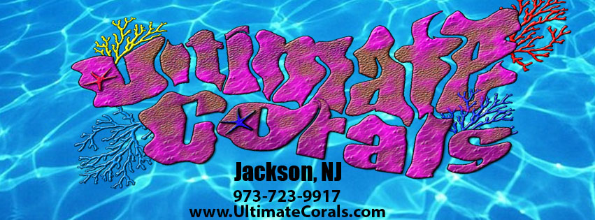 Ultimate Corals | Bennetts Mills Rd, Jackson Township, NJ 08527, USA | Phone: (973) 723-9917