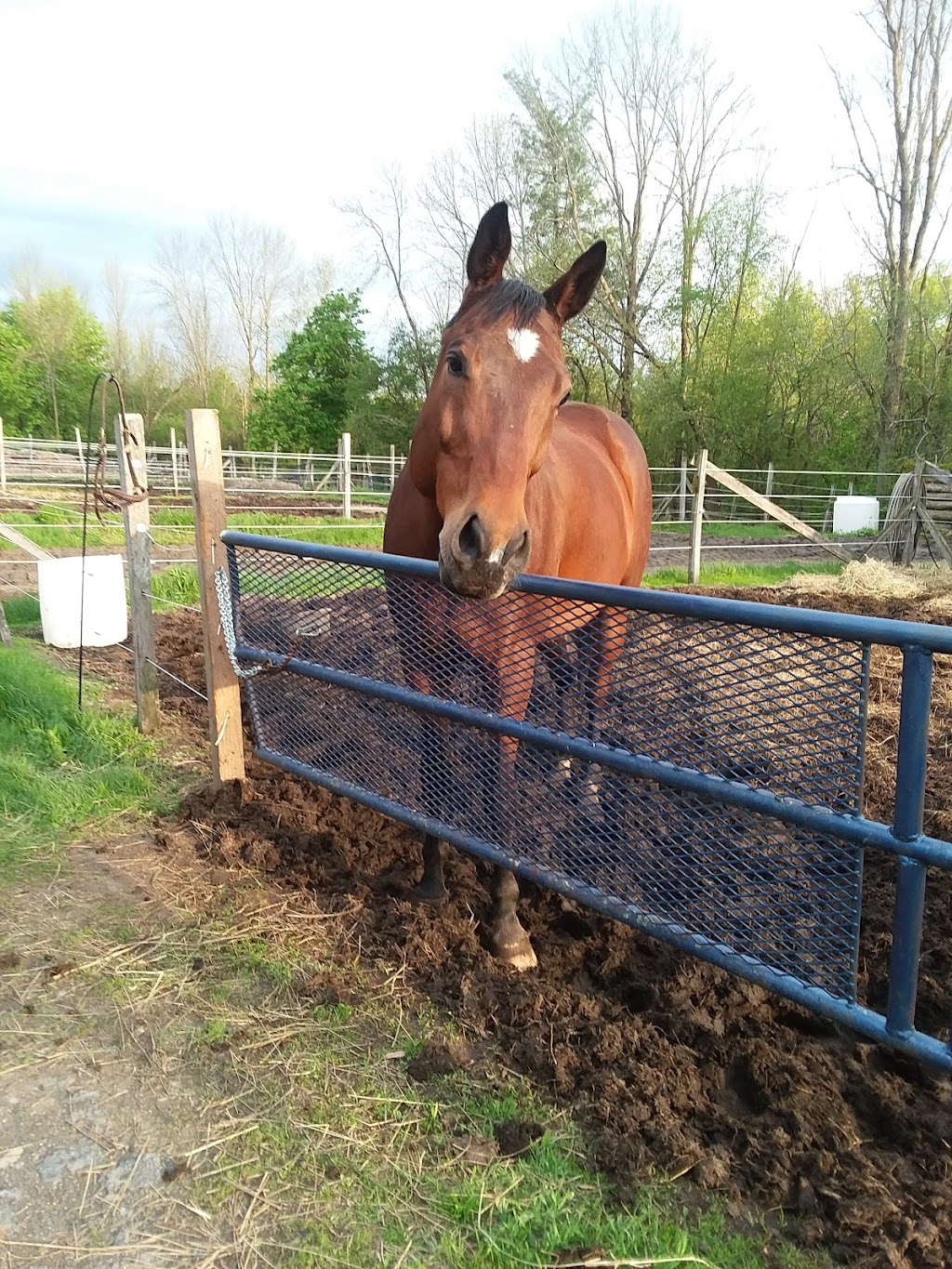 New Horizon Stables | 586 Pearse Rd, Schenectady, NY 12309, USA | Phone: (518) 698-3391