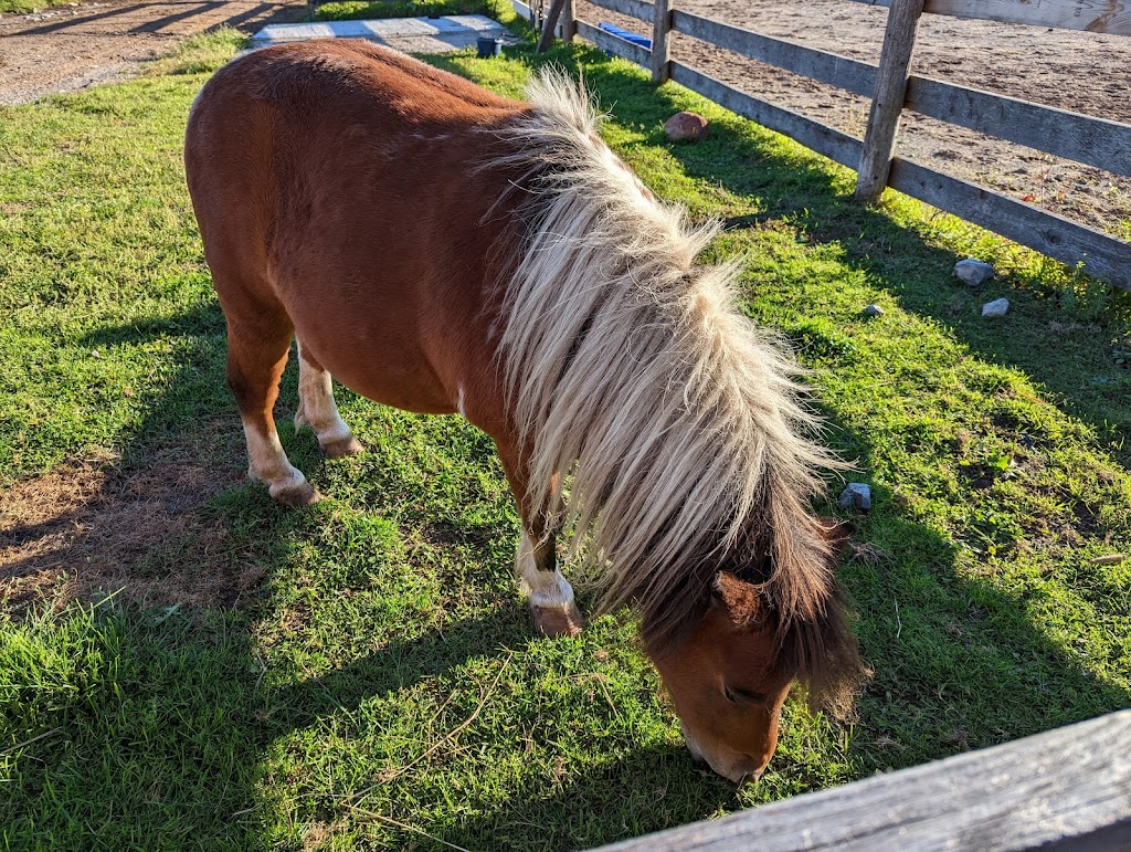 HorsePlay Niagara | 11061 Ellsworth Rd N, Port Colborne, ON L3K 5V4, Canada | Phone: (905) 834-2380