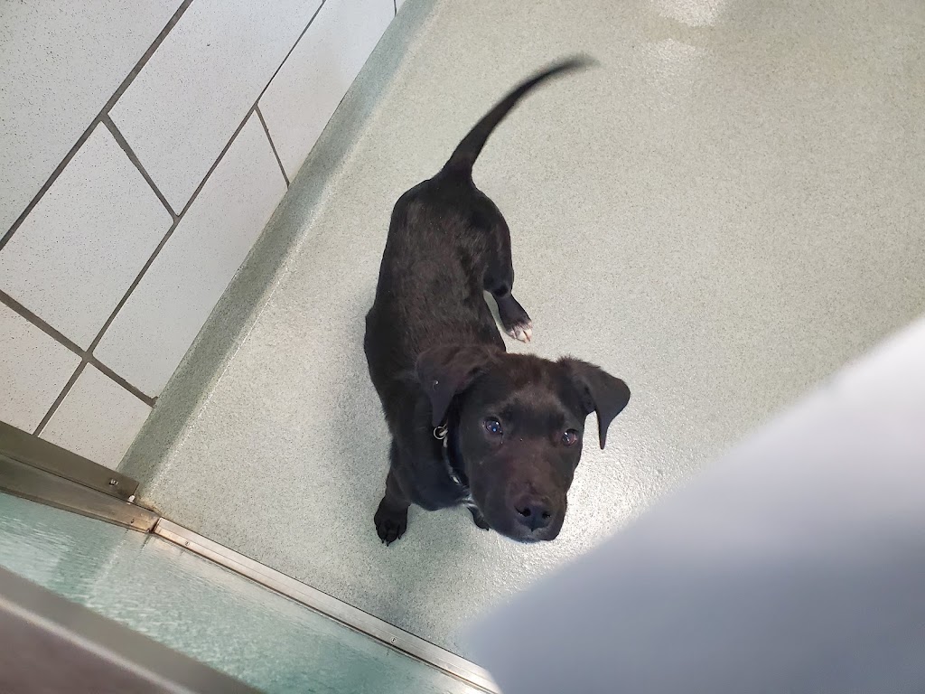 SPCA Serving Erie County | 300 Harlem Rd, West Seneca, NY 14224, USA | Phone: (716) 875-7360