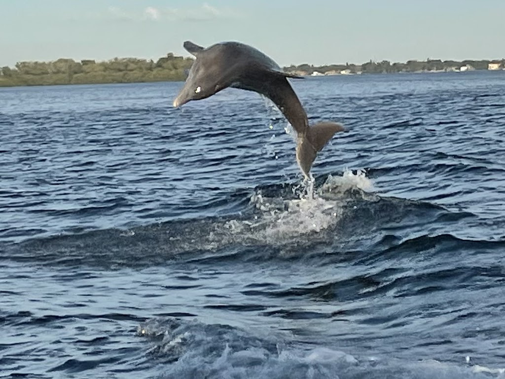 Anna Maria Island Dolphin Tours | 5325 Marina Dr, Holmes Beach, FL 34217, USA | Phone: (941) 281-3461