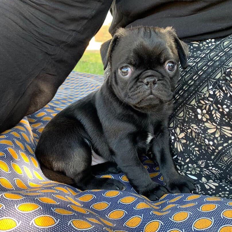 Adorable Pug Puppies For Adoption | 1441 Congress Lake Rd, Mogadore, OH 44260, USA | Phone: (682) 302-0715