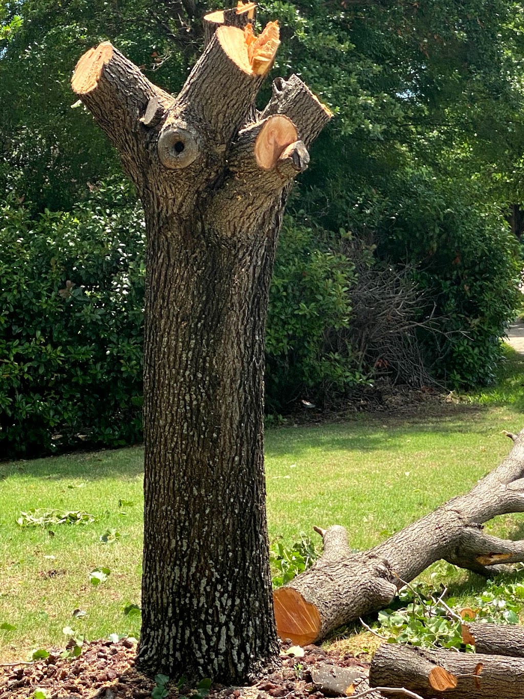 Rivera’s tree service | 102 Ridgeway Cir, Lewisville, TX 75067, USA | Phone: (214) 682-8534