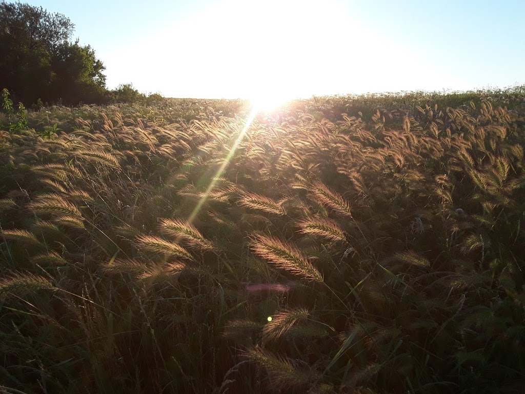 The High Point Park & Wildflower Preserve | 2233 Old Josephine Rd, Farmersville, TX 75442, USA | Phone: (972) 832-6565