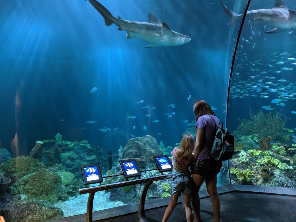 Shedd Aquarium | 1200 S Lake Shore Dr, Chicago, IL 60605, USA | Phone: (312) 939-2438