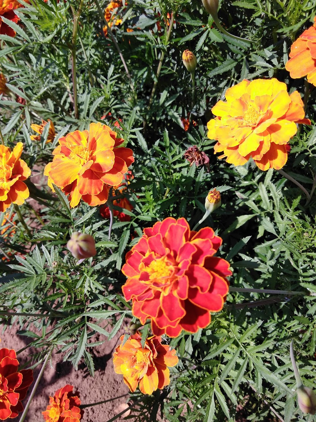 Barberton Blooms | 6401 NE 144th St, Vancouver, WA 98686, USA | Phone: (360) 953-0802 Barberton Blooms | 6401 NE 144th St, Vancouver, WA 98686, USA | Phone: (360) 953-0802