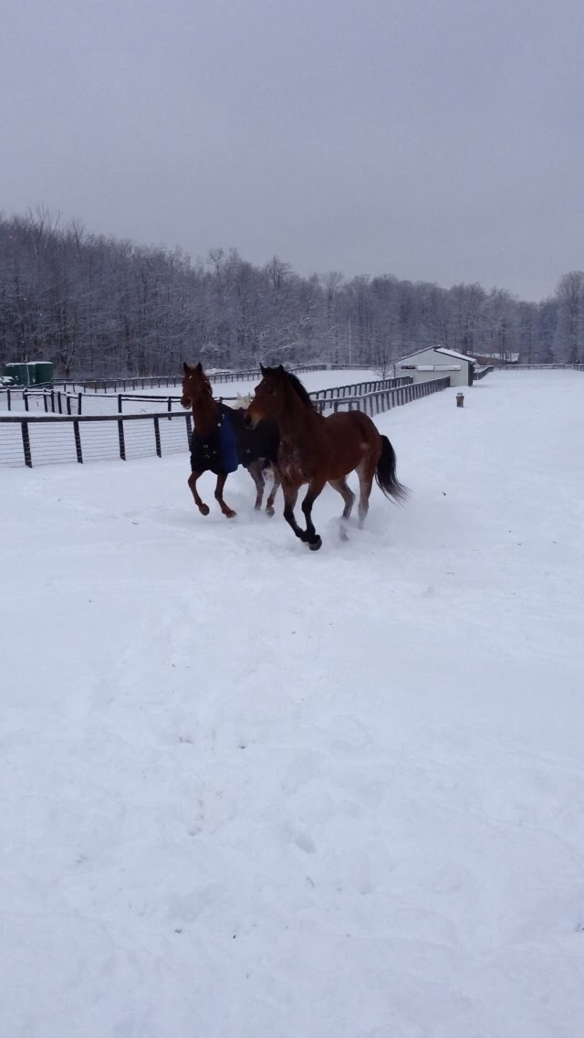 Legacy Equestrian Center | 7909 Sherman Rd, Chesterland, OH 44026, USA | Phone: (440) 479-4151