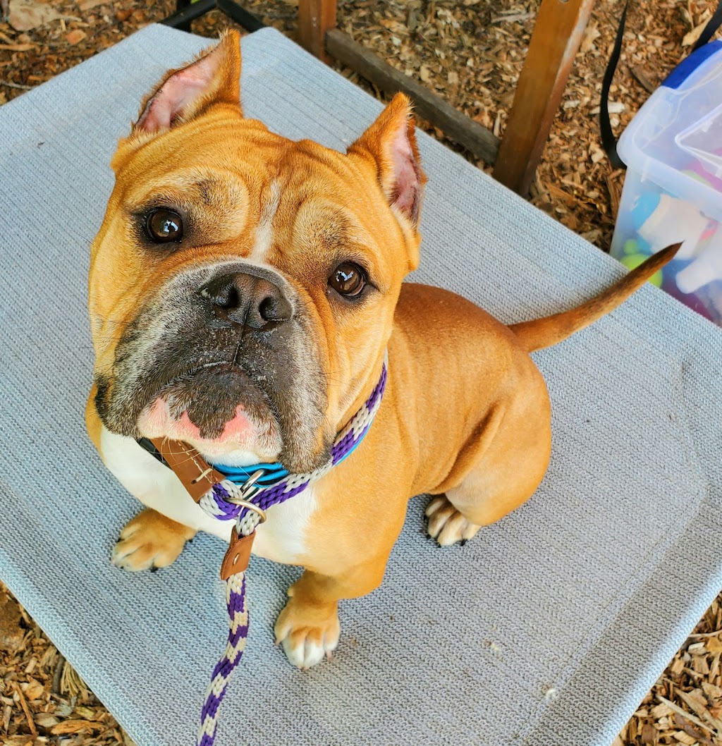 Bergen County Animal Shelter & Adoption Center 100 United Ln