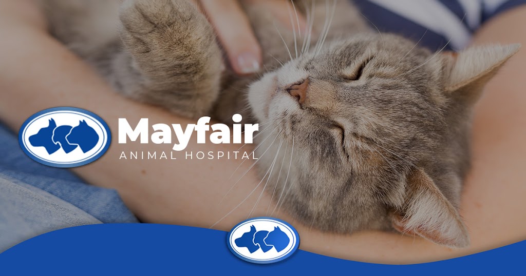 Mayfair Animal Hospital | 1130 SW Maynard Rd, Cary, NC 27513, USA | Phone: (919) 590-0099