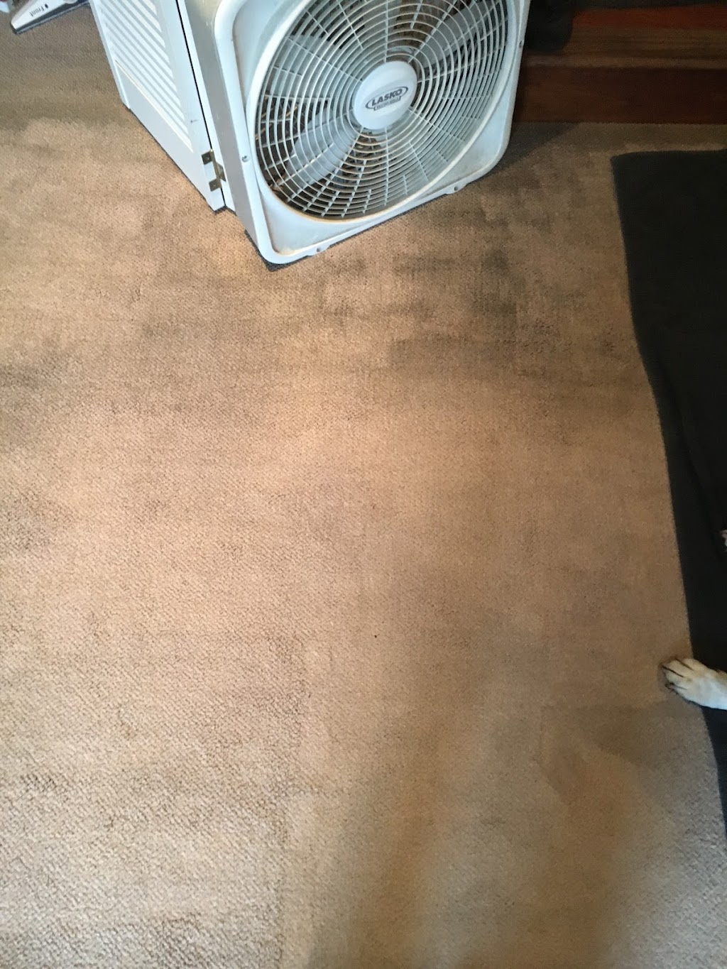 PRIUS CARPET CLEANING 24/7 | 20201 Sherman Way #203, Winnetka, CA 91306, USA | Phone: (323) 500-0818